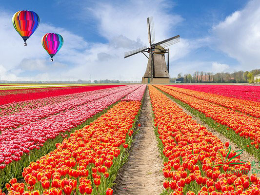 北京瑞承与您分享荷兰郁金香最新长势情况